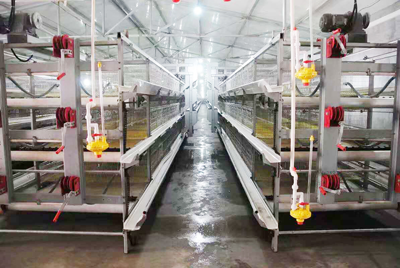 肉鸡行情，，，，及养殖肉鸡装备