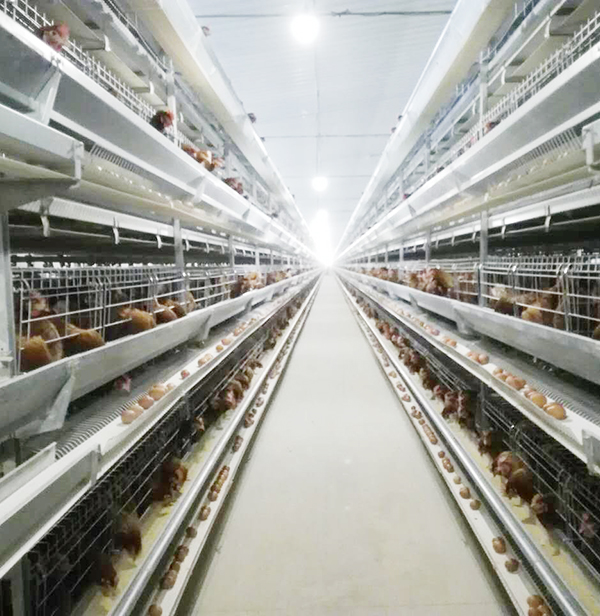 全自动养鸡装备蛋鸡效益大揭秘：商品料与自配料，，，，究竟哪个好？？？？